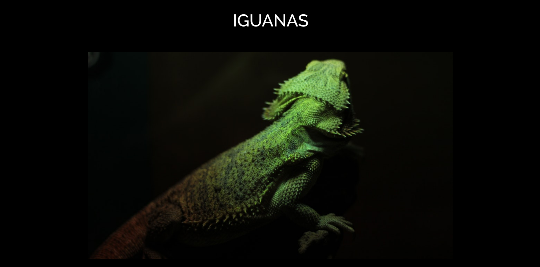 grupo-de-iguanas